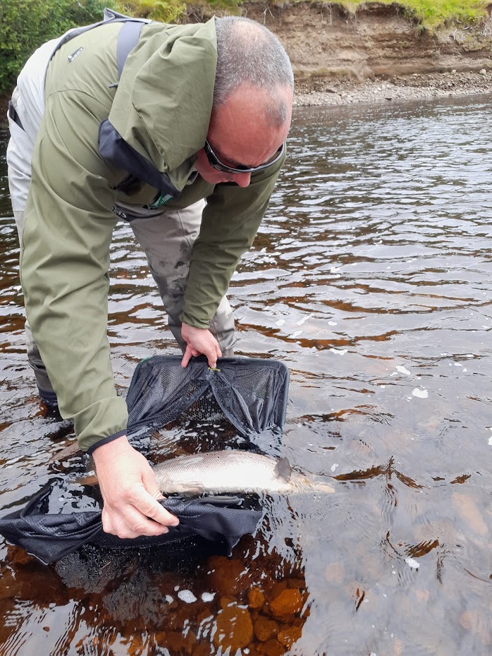 Steven MacKenzie of Lower Oykel Fishings releasing a salmon unharmed after sampling in August 2022.