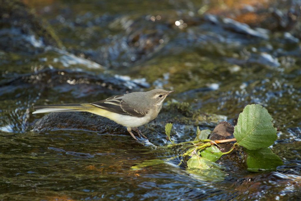 Grey wagtail and alder leaves