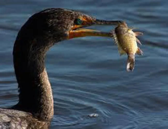 Cormorant Cormorant