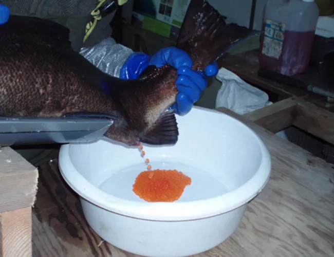 Hatchery
