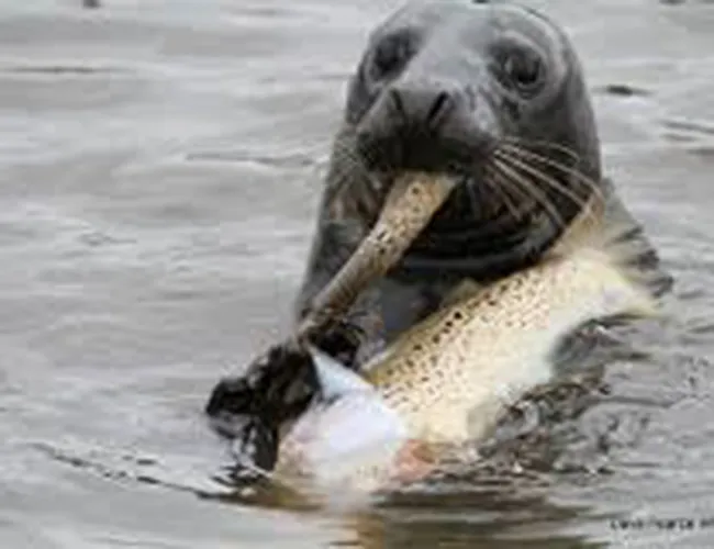 Seal Seal