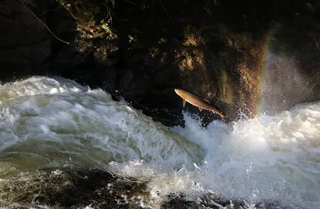 donate 2 Support Kyle Fisheries