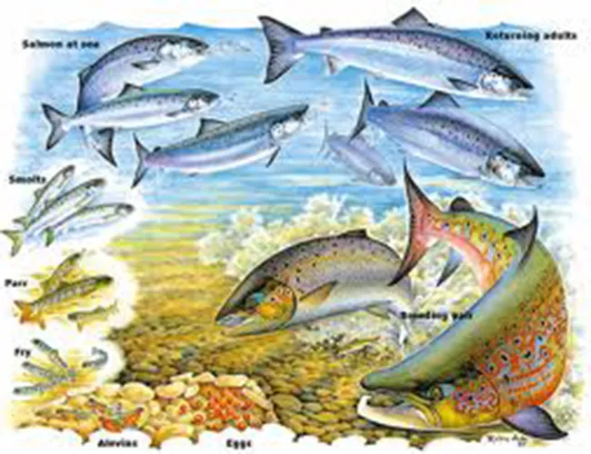lifecycle images lifecycle images