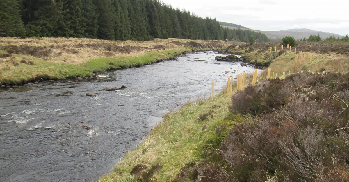 Riverbank Restoration & Herbivore Management