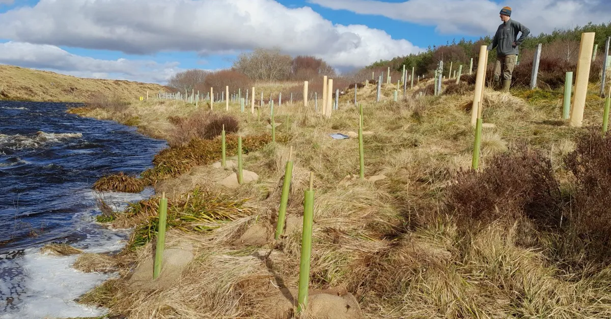 Tirryside Riparian Woodland Restoration